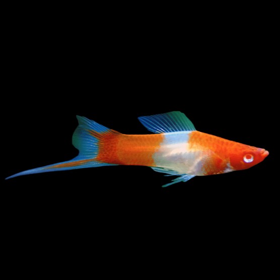 Xiph.helleri   Zwaarddrager kohaku ML@